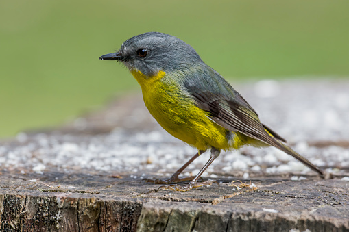 Tiny yellow robin perched on an old tree stump