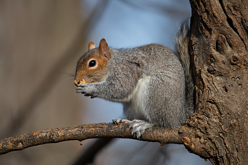 Eastern Gray Squirrel Eating Peanut