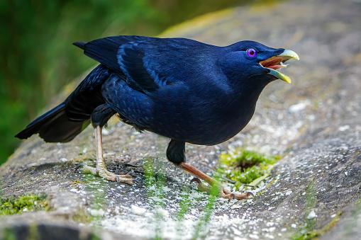 Satin bowerbird  (Ptilonorhynchus violaceus) with mouth open eating