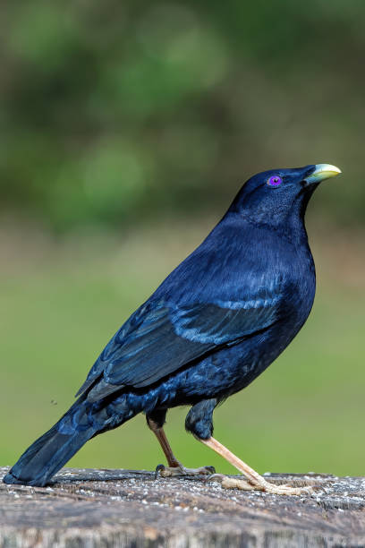 istock Male Satin Bowerbird 1218131085