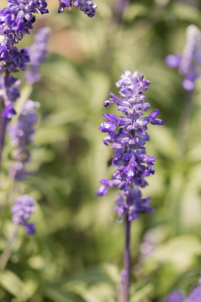 Salvia Mexican Sage Plant 'Salvia Leucantha'. A soft Mexican Sage Plant in South Florida in the Spring of 2020 during the COVID-19 pandemic.