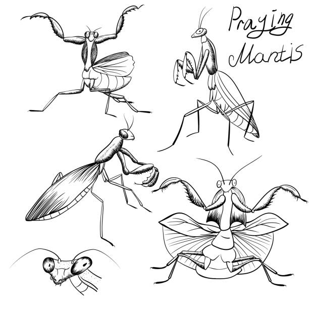 set of outline mantis insect sketches on white set of outline mantis sketches. praying mantis hand-drawing. Insect monochrome black contour  line illustration isolated on white praying mantis stock illustrations