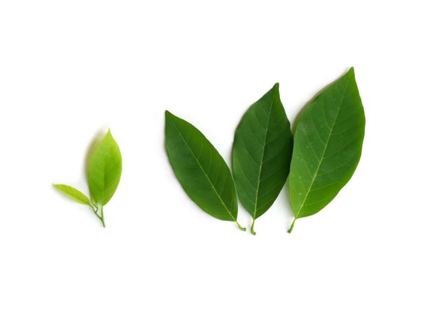 istock Green leaves, white background, Annona leaves. 1218134283