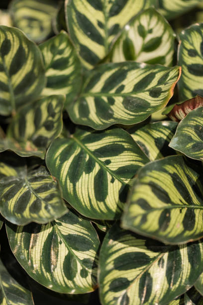 istock Calathea Rattlesnake Plant 1218134508