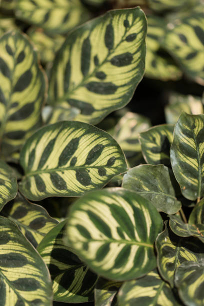 istock Calathea Rattlesnake Plant 1218135118