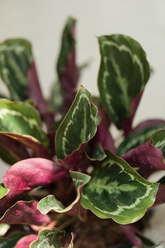 Calathea lancifolia plant in bright natural light. 

Also known as Calathea lancifolia and by the more commonly known name, the Rattlesnake Plant. Popular for people wanting to achieve a tropical theme (with this species used as foliage).