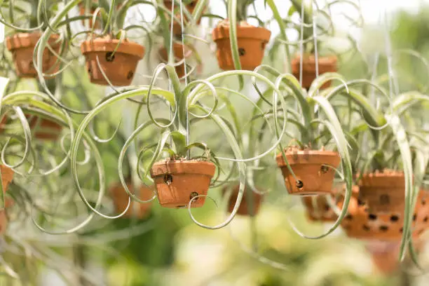 Intricate hanging air plants in West Palm Beach, Florida.