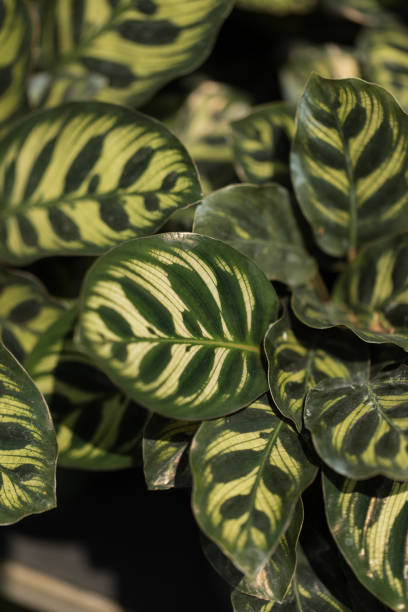 istock Calathea Rattlesnake Plant 1218136251