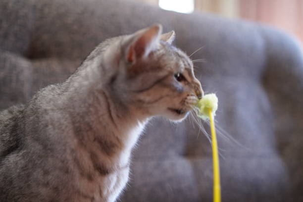 istock Cute Egyptian mau in a house 1218136992