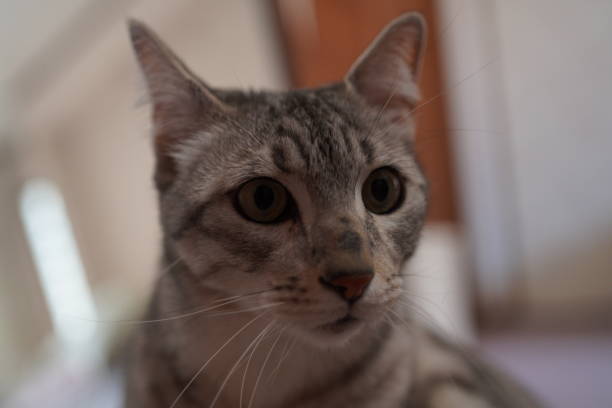 istock Cute Egyptian mau in a house 1218137329