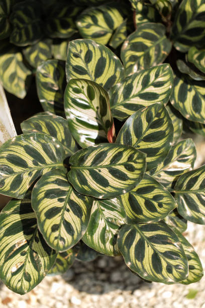 istock Calathea Rattlesnake Plant 1218138110