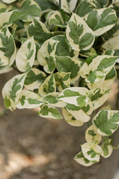 Pearls & Jade Pothos Plant A variegated Pothos Plant called Pearls & Jade Pothos in a pot. A hybrid houseplant that grows slowly and stays small. Just like the traditional Pothos it also Purifies the air and is a go to houseplant.
Also known as the Epipremnum aureum. The Pothos Plant is a trailing, leafy vine that can reach lengths of up to 40 feet in tropical jungles. Its genus name is derived from the Greek words epi (meaning upon) and premnon (meaning a trunk) in reference to its growing on tree trunks.
Indoors, the pothos plant usually confines itself to about six to 10 feet. Its leaves are bright and waxy with a noteworthy pointed heart shape, and are often green or variegated in white, yellow, or pale green. It is rare for them to flower or produce berries, especially indoors, but certain varietals can have tiny, petal-less white flowers that feature small berries.
Also called devil’s ivy, pothos can be grown in hanging baskets or as a potted plant on a desk. They are excellent at helping to purify the air and tolerant of fluorescent light, making them a popular choice for office environments. These plants can also help cleanse the air when grown in your home or office, as well. small florida home stock pictures, royalty-free photos & images