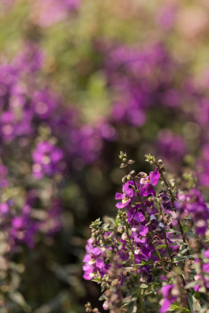 istock Purple Flowers in a Garden 1218138243