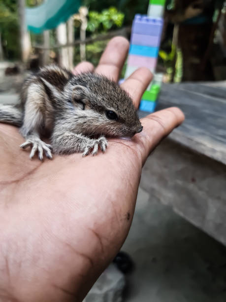 istock How to care for a baby squirrel. 1218139793