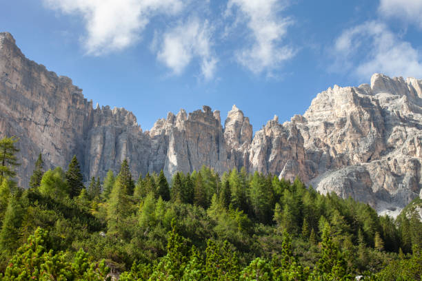 bosco di larici e abeti sulle pareti rocciose delle dolomiti. - larch tree stone landscape sky foto e immagini stock