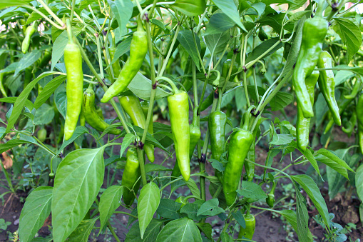 Green peppers on the branches