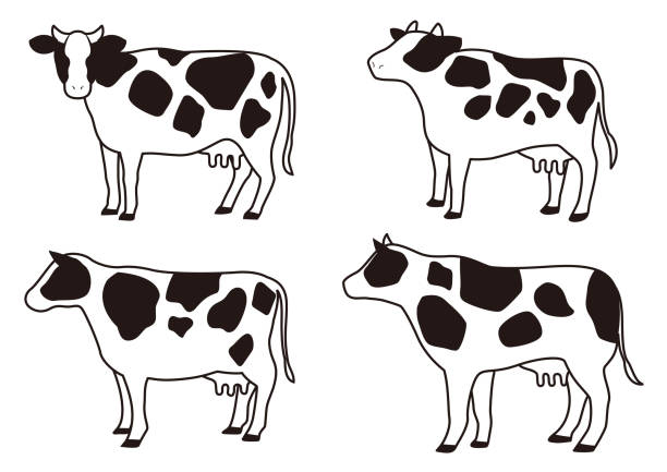 Simple illustration of cow Simple illustration of cow cattle illustrations stock illustrations