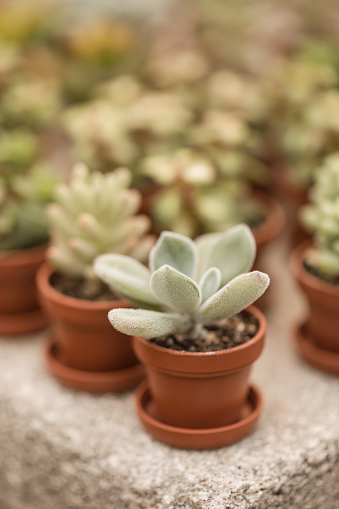 Small assorted succulent plants in West Palm Beach, Florida. The photo was taken outdoors in bright natural light using a macro lens for the close details. Spring 2020 during the COVID-19 pandemic.