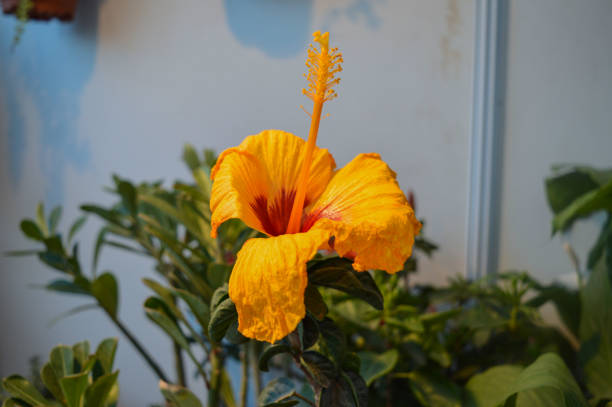 istock Yellow flower isolated on table for exhibition. 1218143835