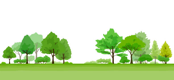 illustrazioni stock, clip art, cartoni animati e icone di tendenza di paesaggio di alberi lussureggianti verdi - panoramic landscape illustration and painting tree