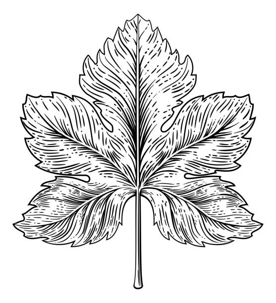 виноградный лист дизайн элемент вудкот гравировка стиль - grape leaf stock illustrations