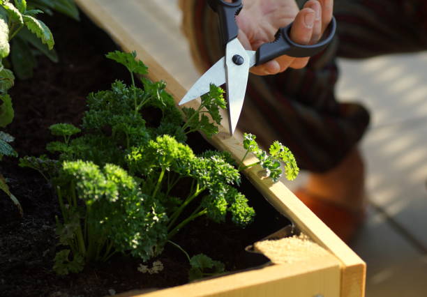 istock cutting homegrown parsley from a herbal raised bed on a balcony 1218147842