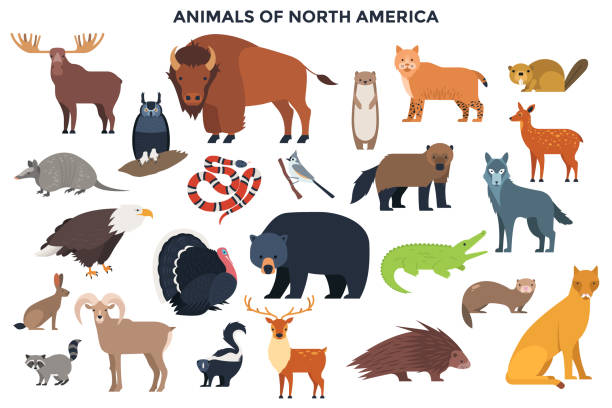 Vector Animals of North America Bundle of wild forest animals and birds or North America. Collection of continent inhabitants. Set of cute cartoon characters isolated on white background. Colorful vector illustration in flat style. animal wildlife illustrations stock illustrations