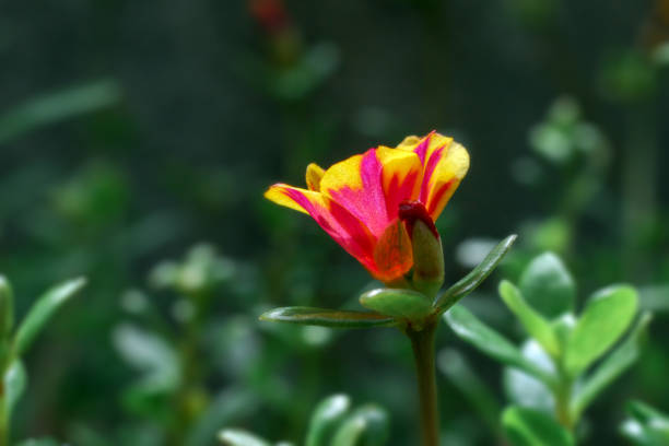istock Flowers in nature 1218149258