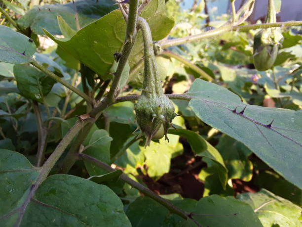 istock Little green brinjal 1218149505