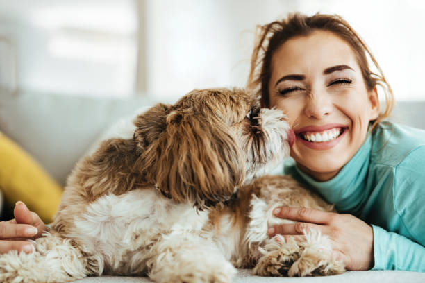Pet love! Young woman having fun while her dog is kissing her at home. kissing stock pictures, royalty-free photos & images