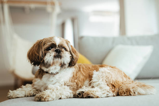 shih tzu perro relajándose en el sofá. - shih tzu cute animal canine fotografías e imágenes de stock