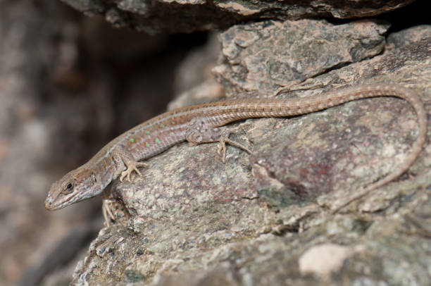 istock Atlantic lizard Gallotia atlantica mahoratae on a rock. 1218150208