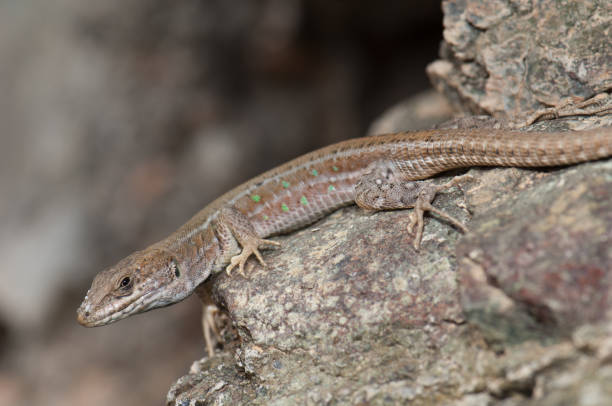 istock Atlantic lizard Gallotia atlantica mahoratae on a rock. 1218150237