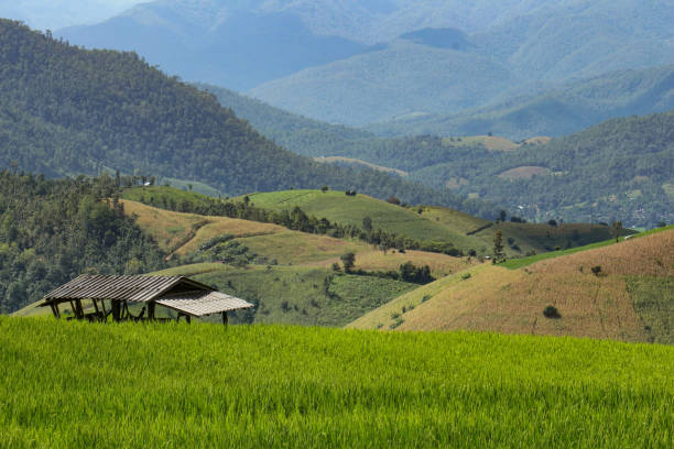 istock Rice terrace in Thailand. 1218150255