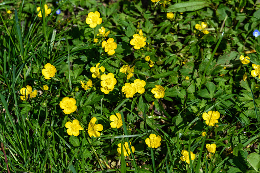 Close up of delicate yellow flowers of Ranunculus repens plant commonly known as the creeping buttercup, creeping crowfoot or sitfast, in a garden in a sunny spring day, floral background