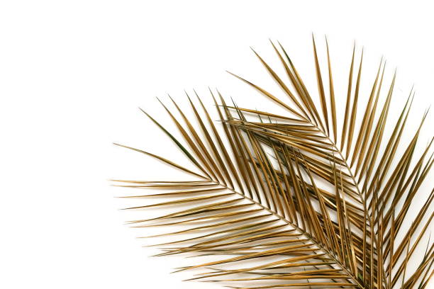 istock Gold palm leaves plant pattern frame isolated on a white background. top view. copy space. abstract. 1218151462