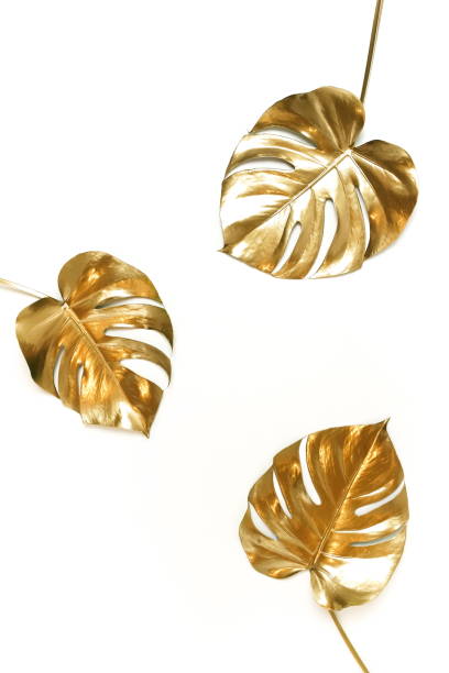istock Gold monstera leaves plant frame isolated on a white background. top view. copy space. abstract. 1218151490