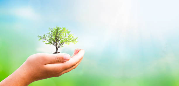 World Environment Day concept: hand holding tree and green background with sunshine World Environment Day concept: hand holding tree and green background with sunshine prosperity stock pictures, royalty-free photos & images