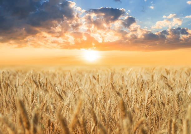 golden wheat field at the sunset, agricultural scene golden wheat field at the sunset, agricultural scene abundance stock pictures, royalty-free photos & images