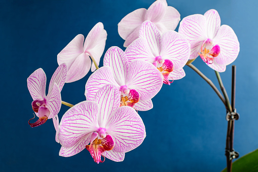 Close up white and vivid pink Phalaenopsis orchid flowers in full bloom isolated on dark blue studio background