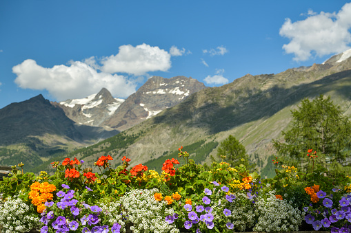 Colorful flowers with beautiful high mountains in background in Saas-Fee, Switzerland