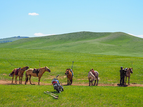 Khustain Nuruu National Park, Mongolia 2nd July 2019: Khustain Nuruu National Park also known as Hustain National Park is a declared protected area and home to the reintroduced Takhi Horse or Przewalski’ Horse.