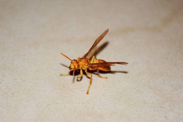 istock A yellow bee sitting on a floor 1218155866
