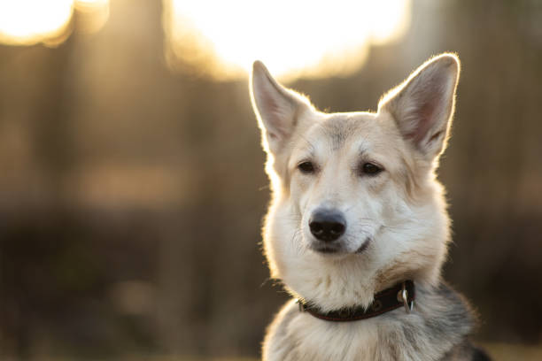 istock Calm curious lonely Shepherd dog standing against dirt road in sunlight 1218159347