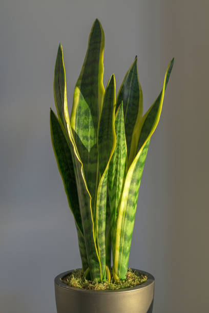 istock Sansevieria laurentii (Dracaena trifasciata, mother in law tongue, snake plant) with bright green yellow leaves 1218159623