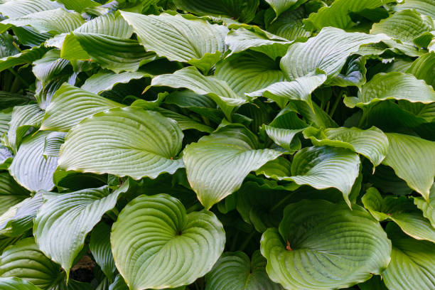 istock Hosta Fortunei plant green leaves 1218160439