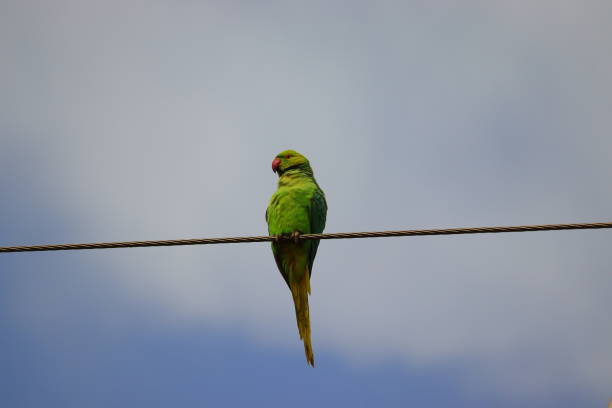 istock rose ringed parrot or Indian parakeet, bird watching 1218161812