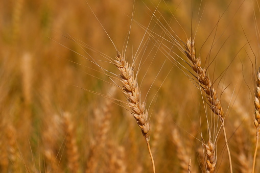 close up of ears of wheat or barley in agriculture field, wheat or barley crop