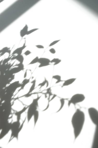 istock natural leaves shadows  background on white color wall texture . copy space. floral card 1218162139