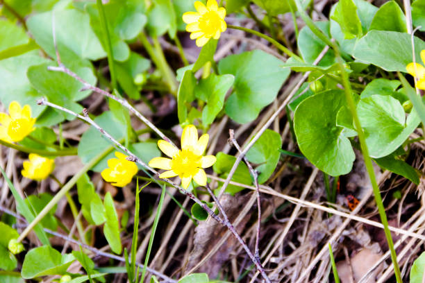 istock Buttercup, ficaria verna 1218162408